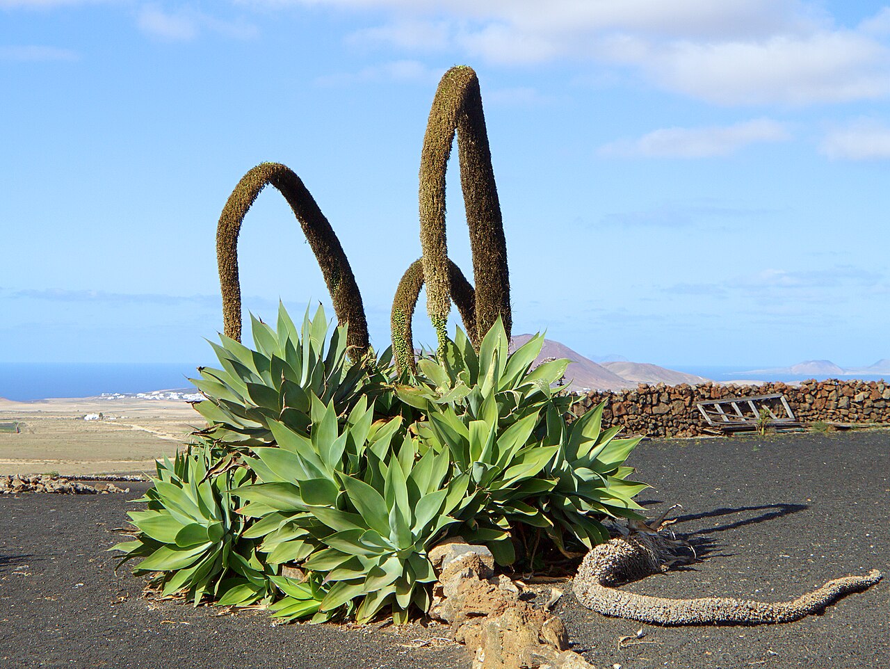 Agave attenuata