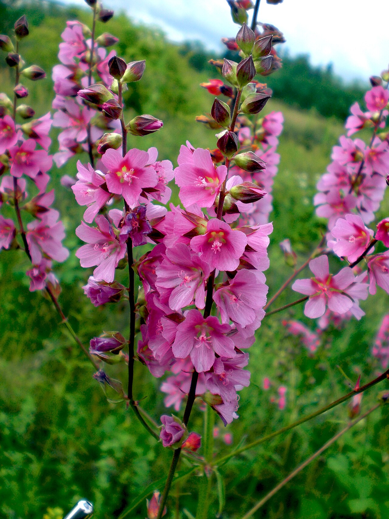 Sidalcea cusickii