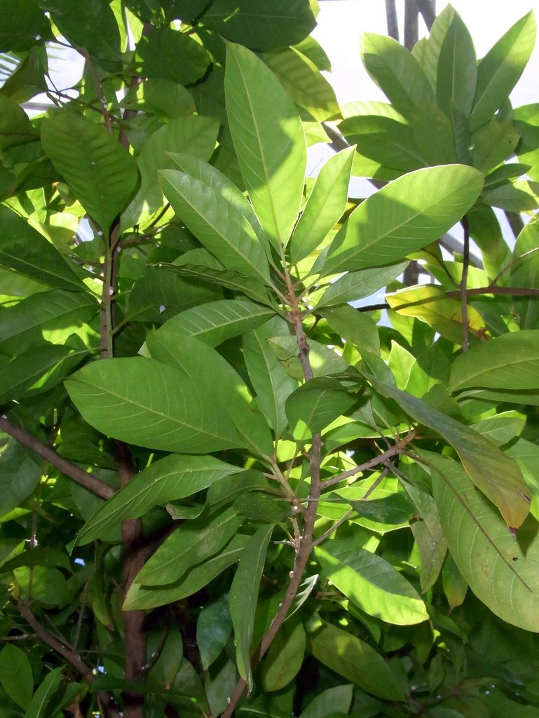 Excoecaria dallachyana