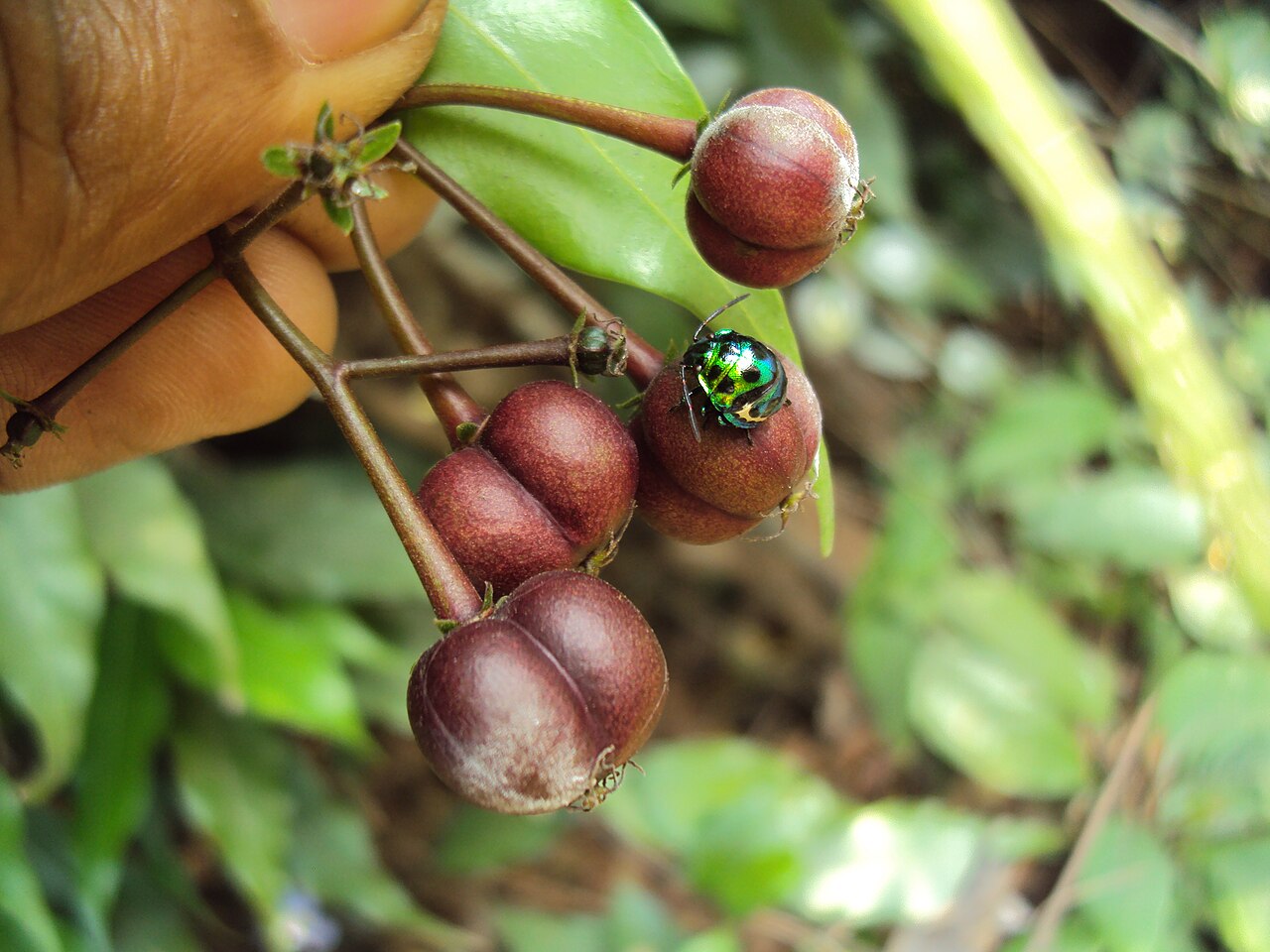 Blachia andamanica