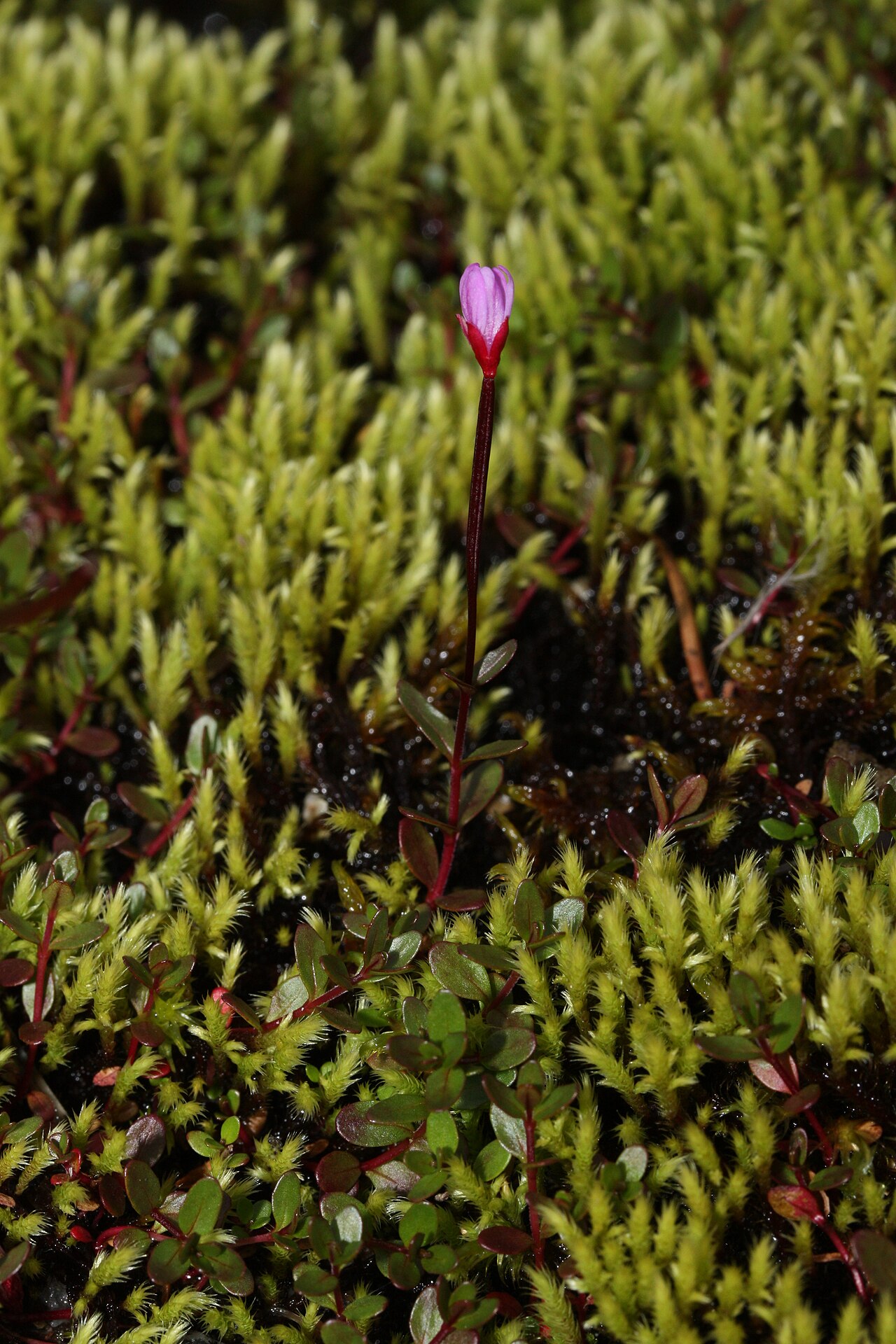 Epilobium anagallidifolium