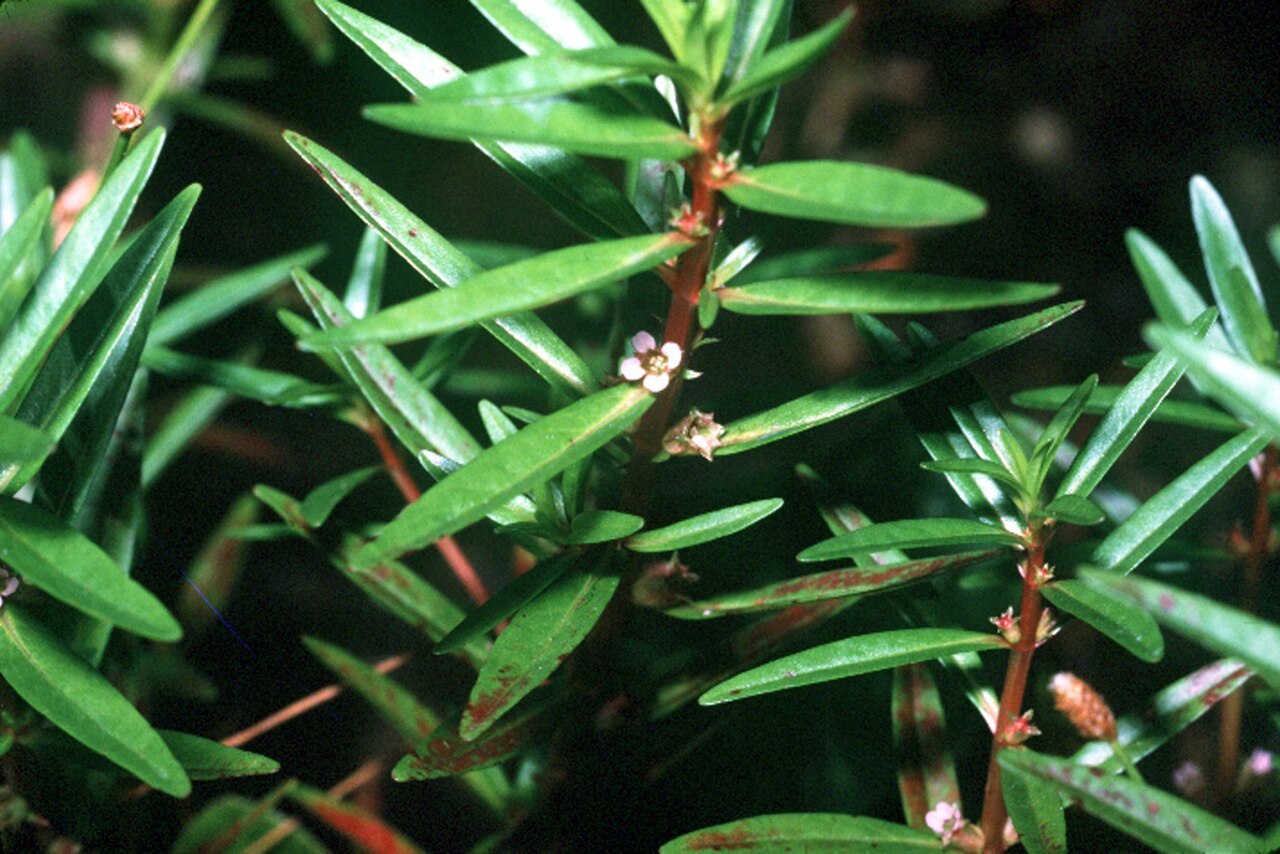 Rotala ramosior
