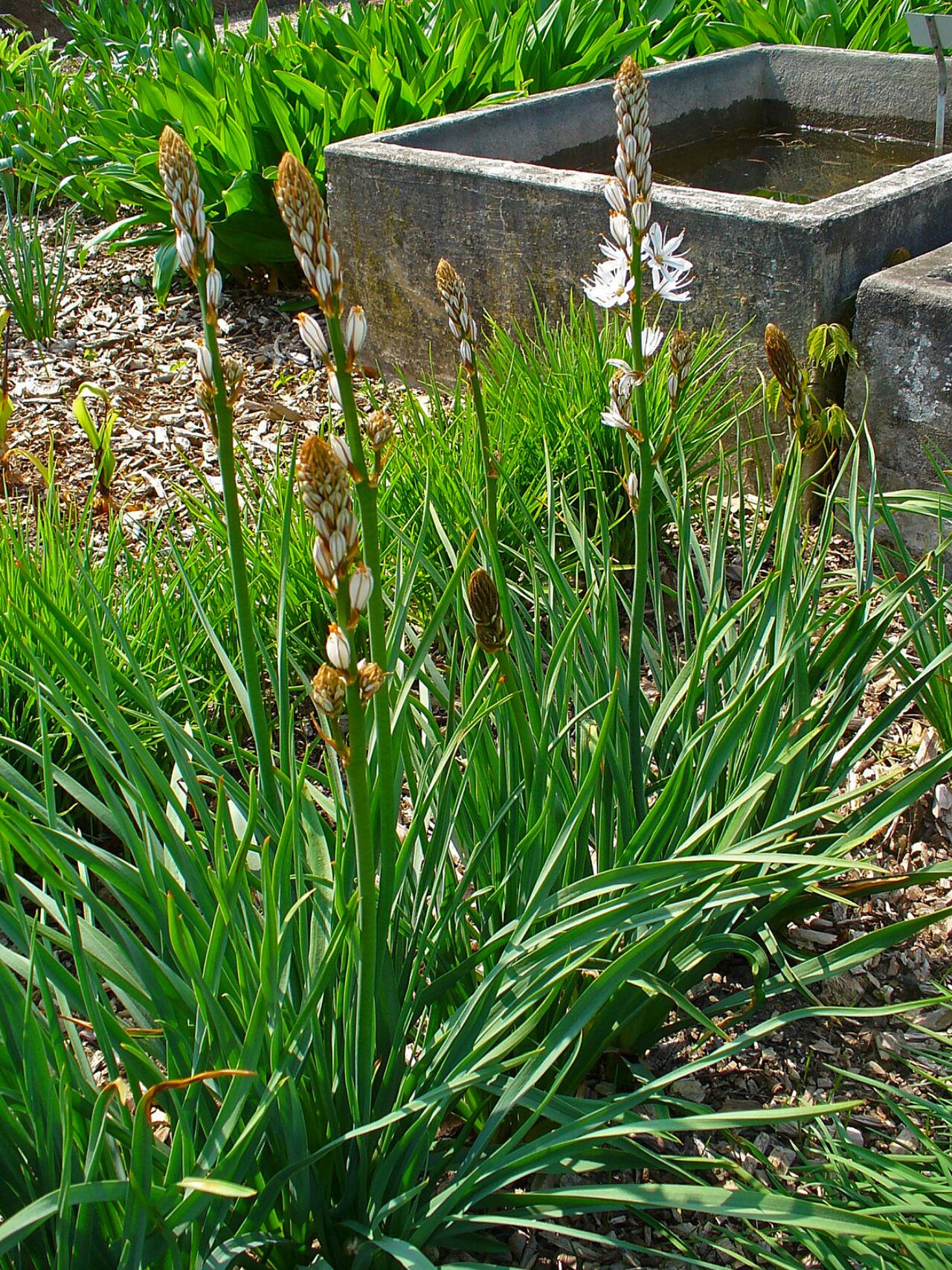 Asphodelus albus
