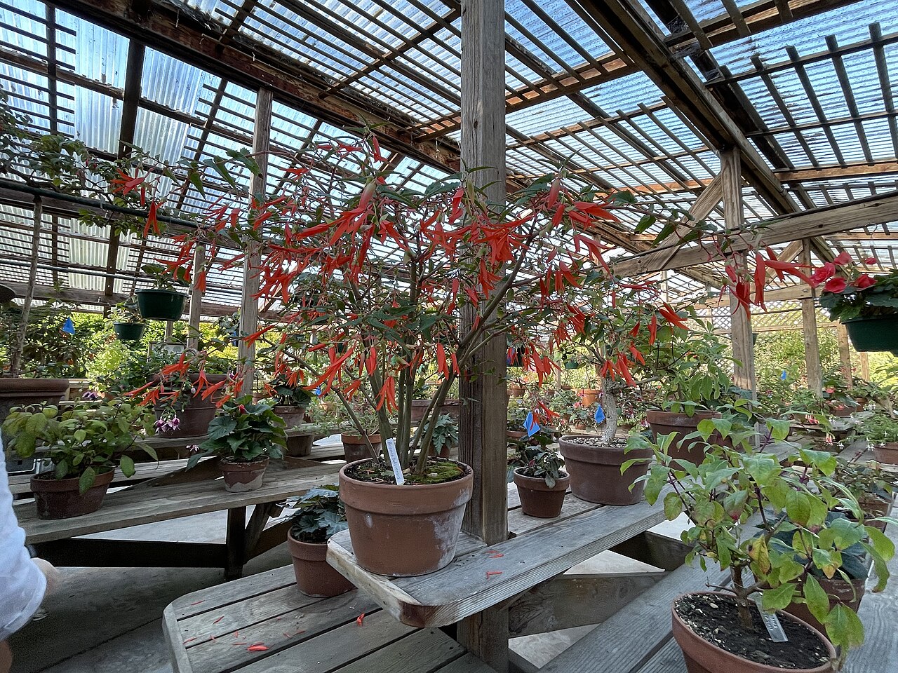 Begonia boliviensis