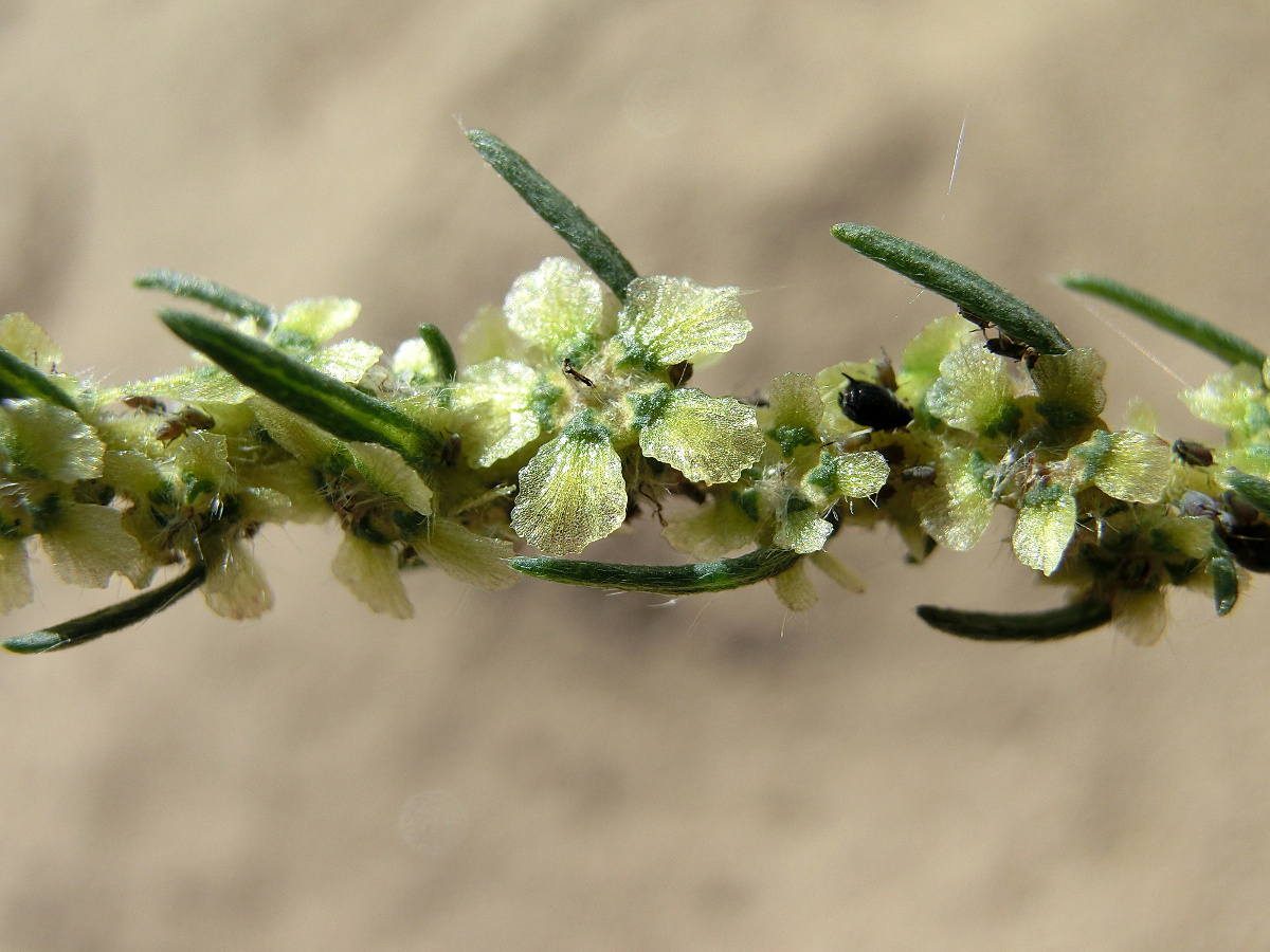 Bassia laniflora