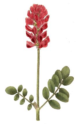 Hedysarum coronarium