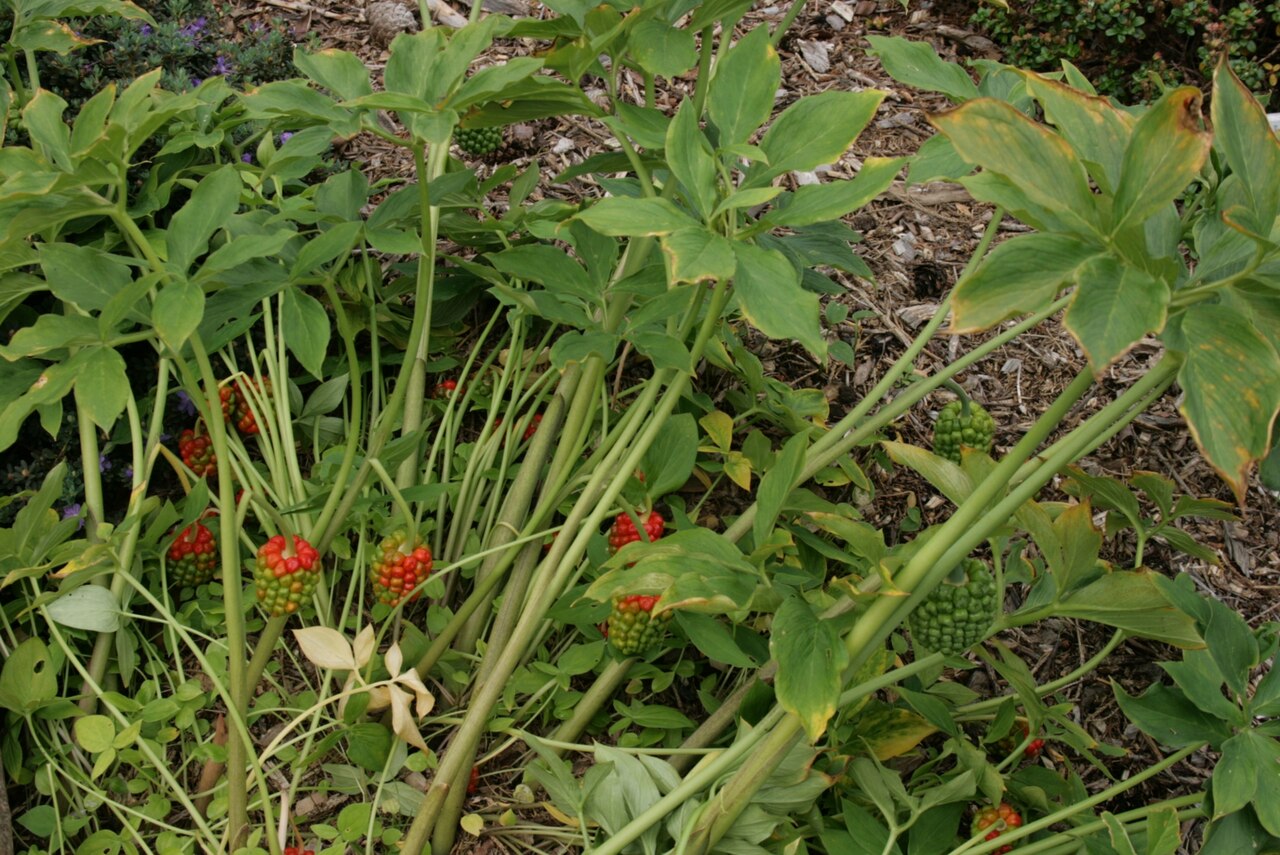 Arisaema flavum