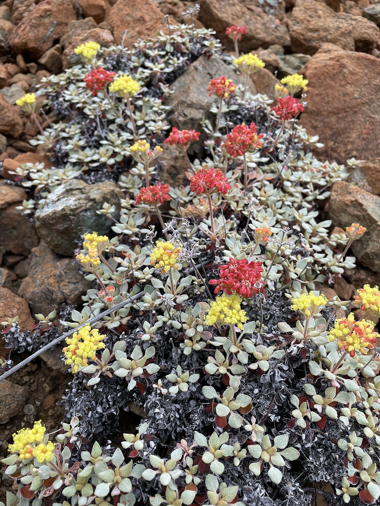 Eriogonum cedrorum
