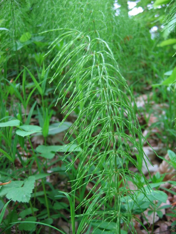 Meadow horsetail