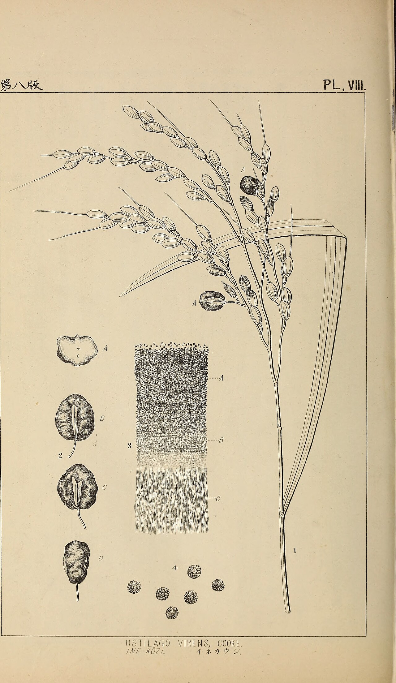 Ustilaginoidea virens