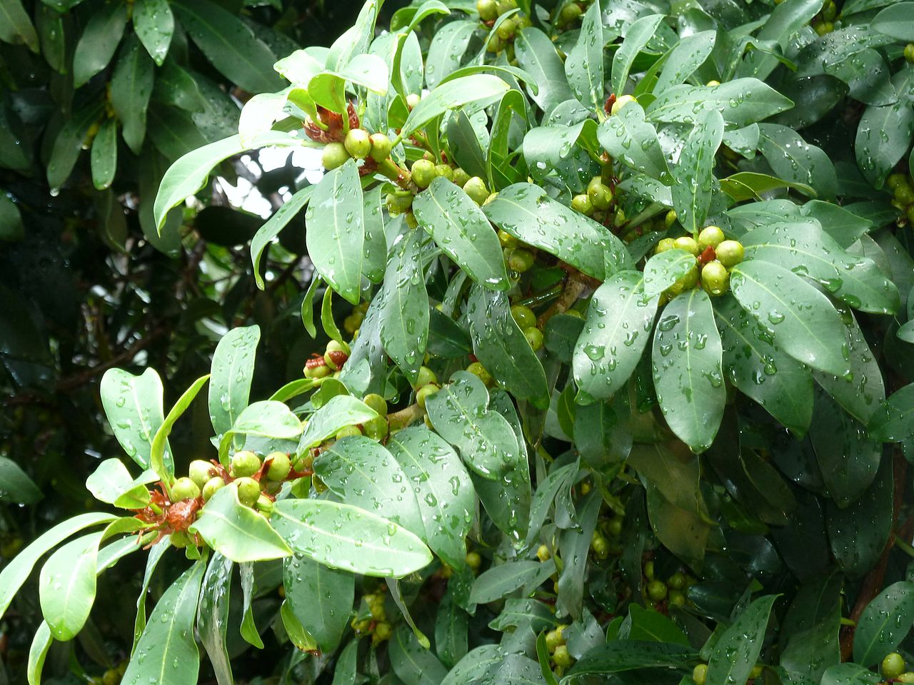 Ficus thonningii