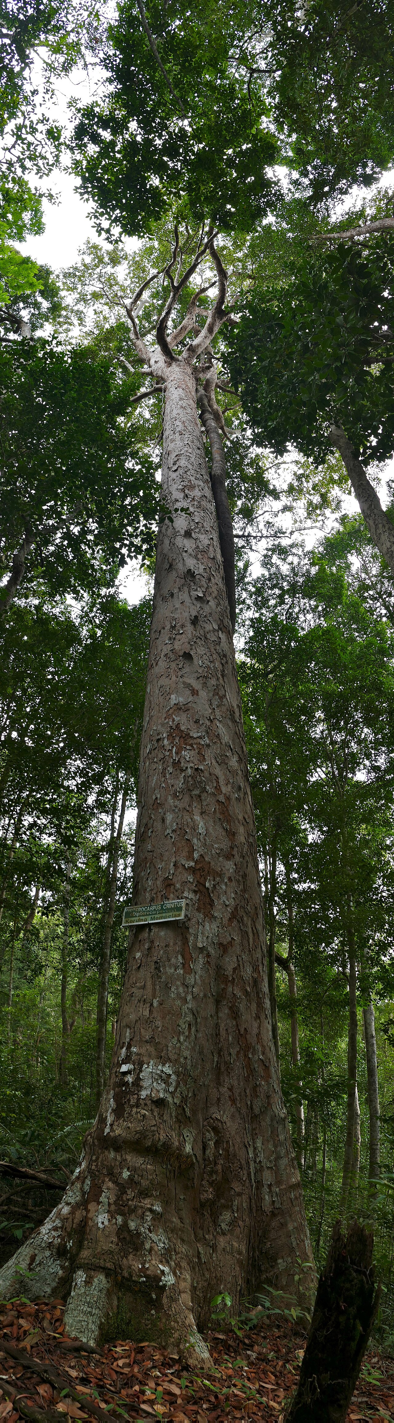Dipterocarpus crinitus