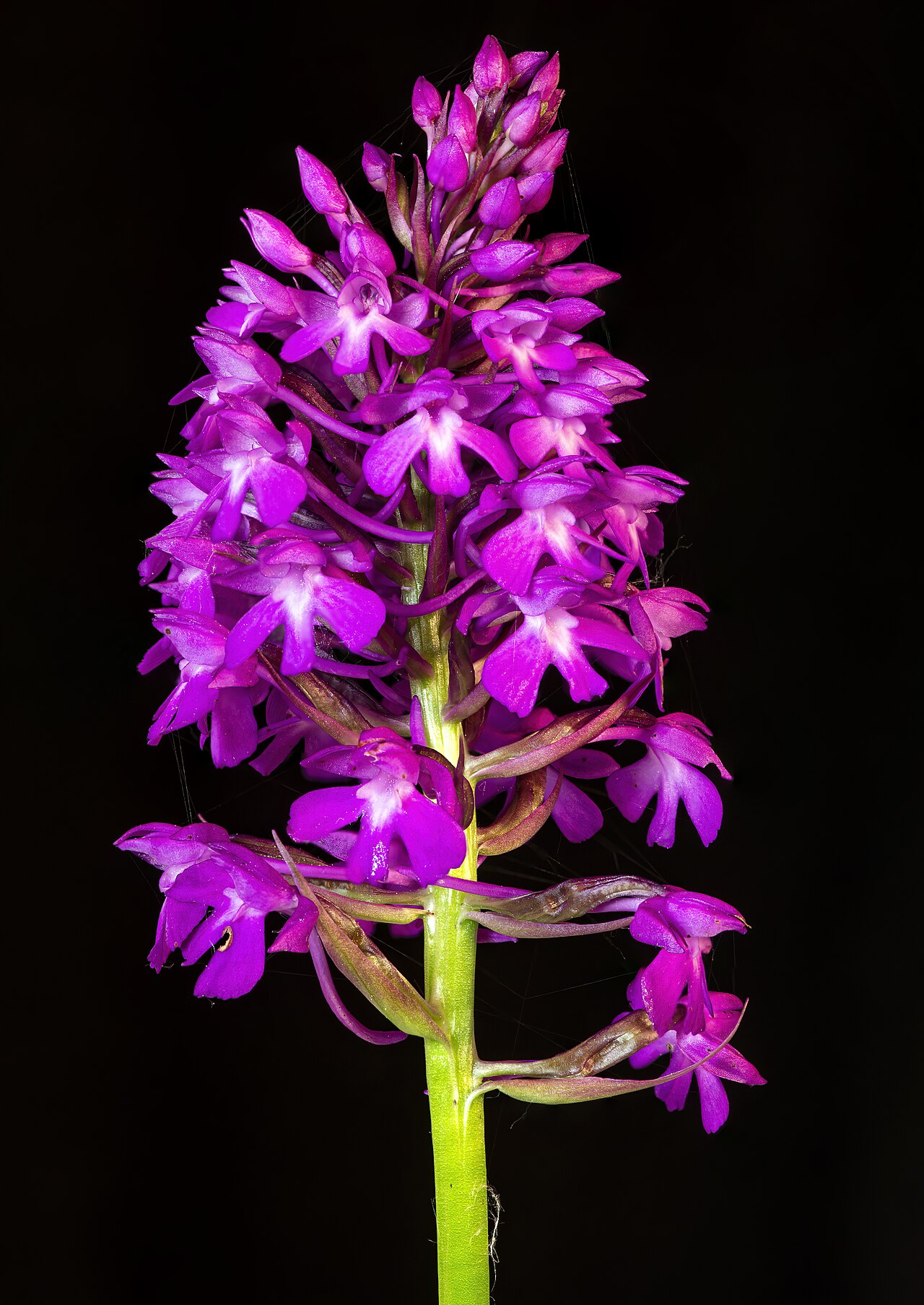 Anacamptis pyramidalis