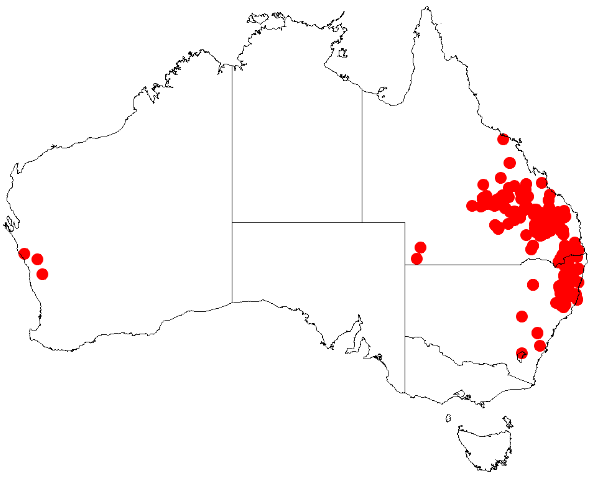 Acacia blakei