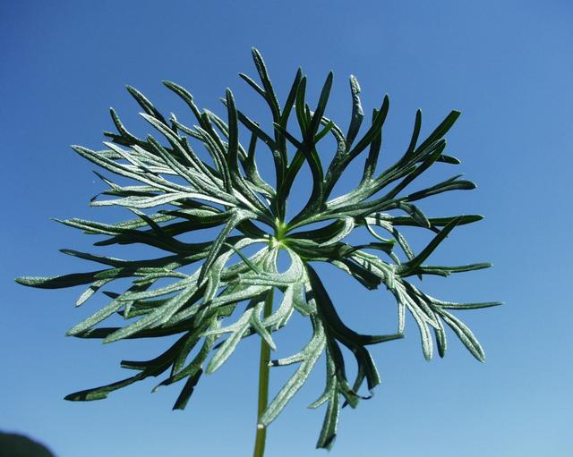 Delphinium fissum