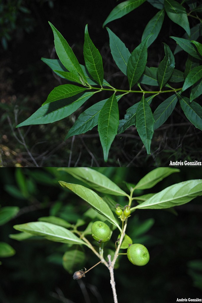 Aegiphila brachiata