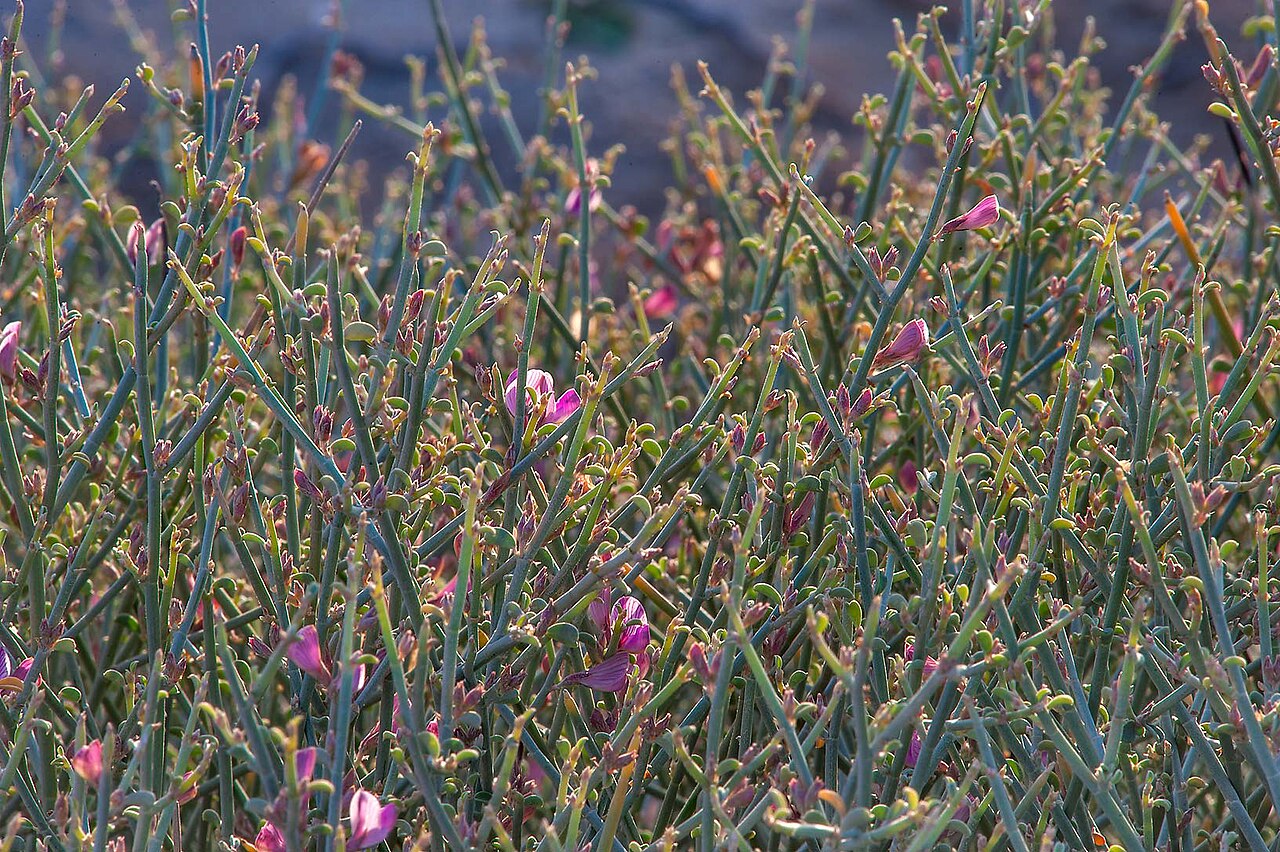 Taverniera spartea