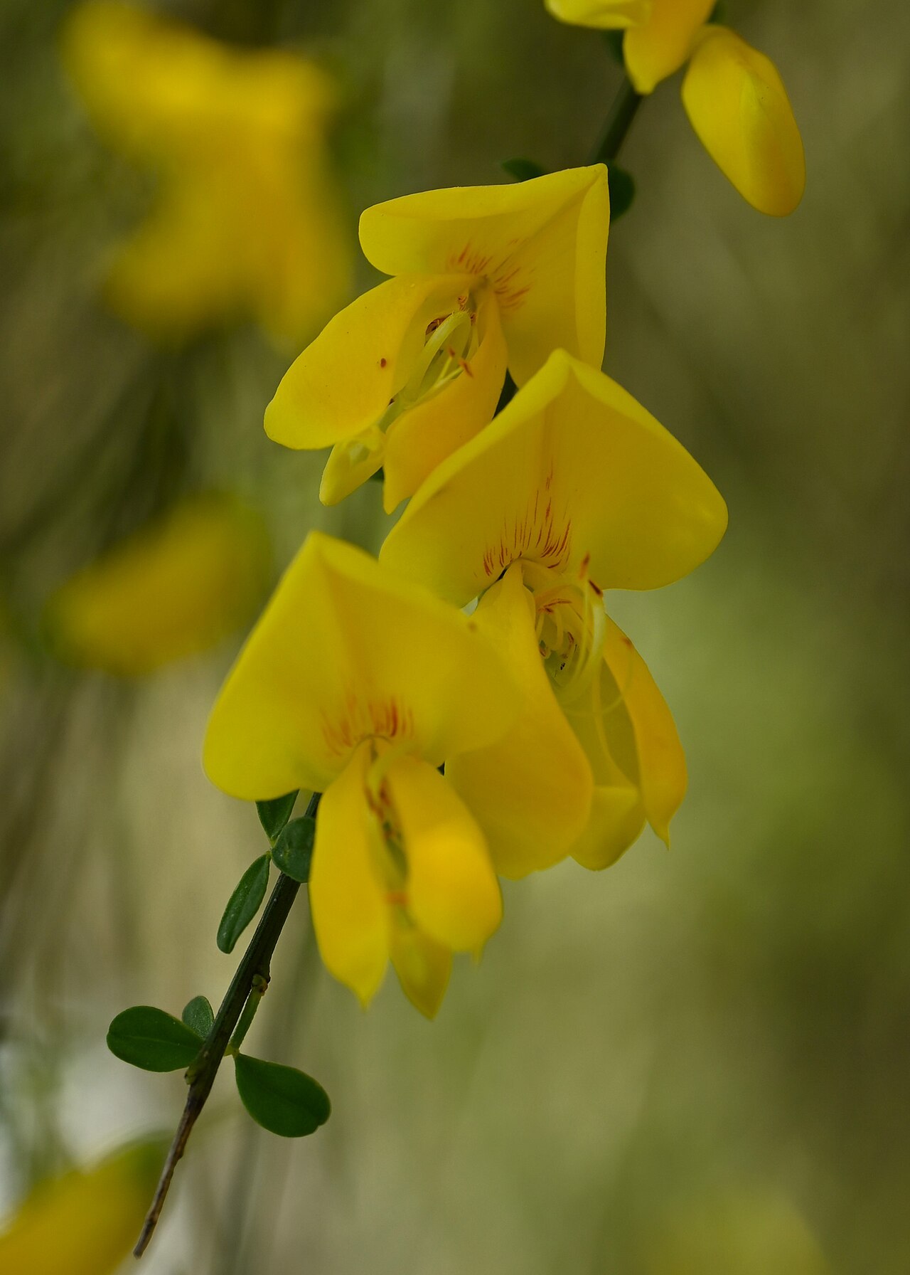 Cytisus striatus
