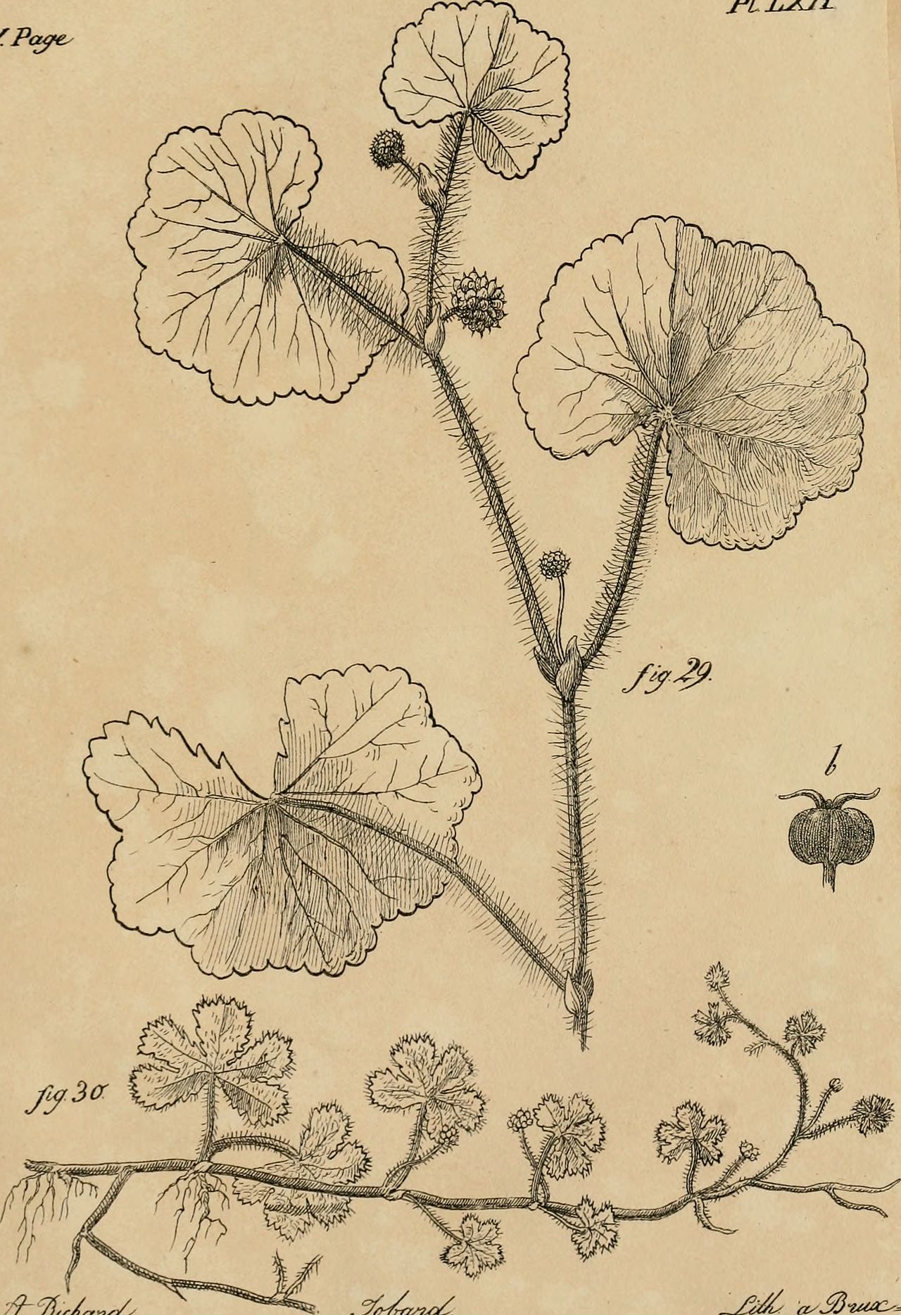 Hydrocotyle grossularioides