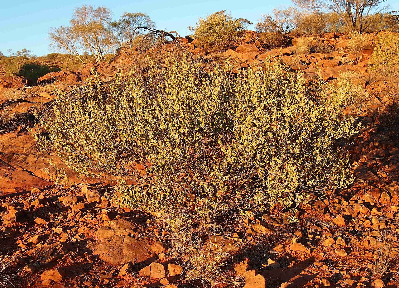 Acacia bivenosa