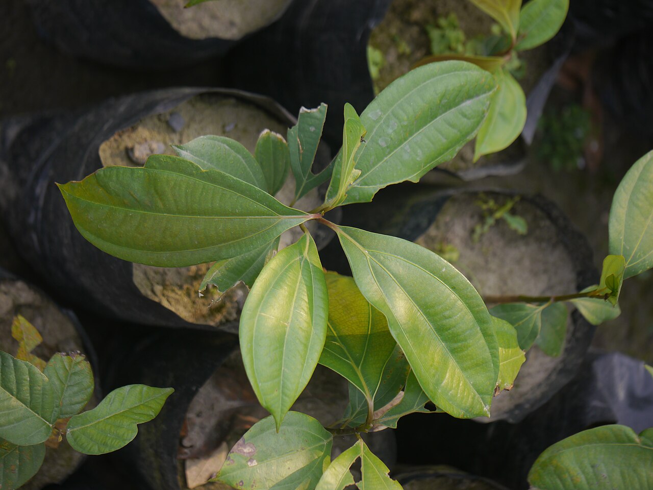 Cinnamomum bejolghota