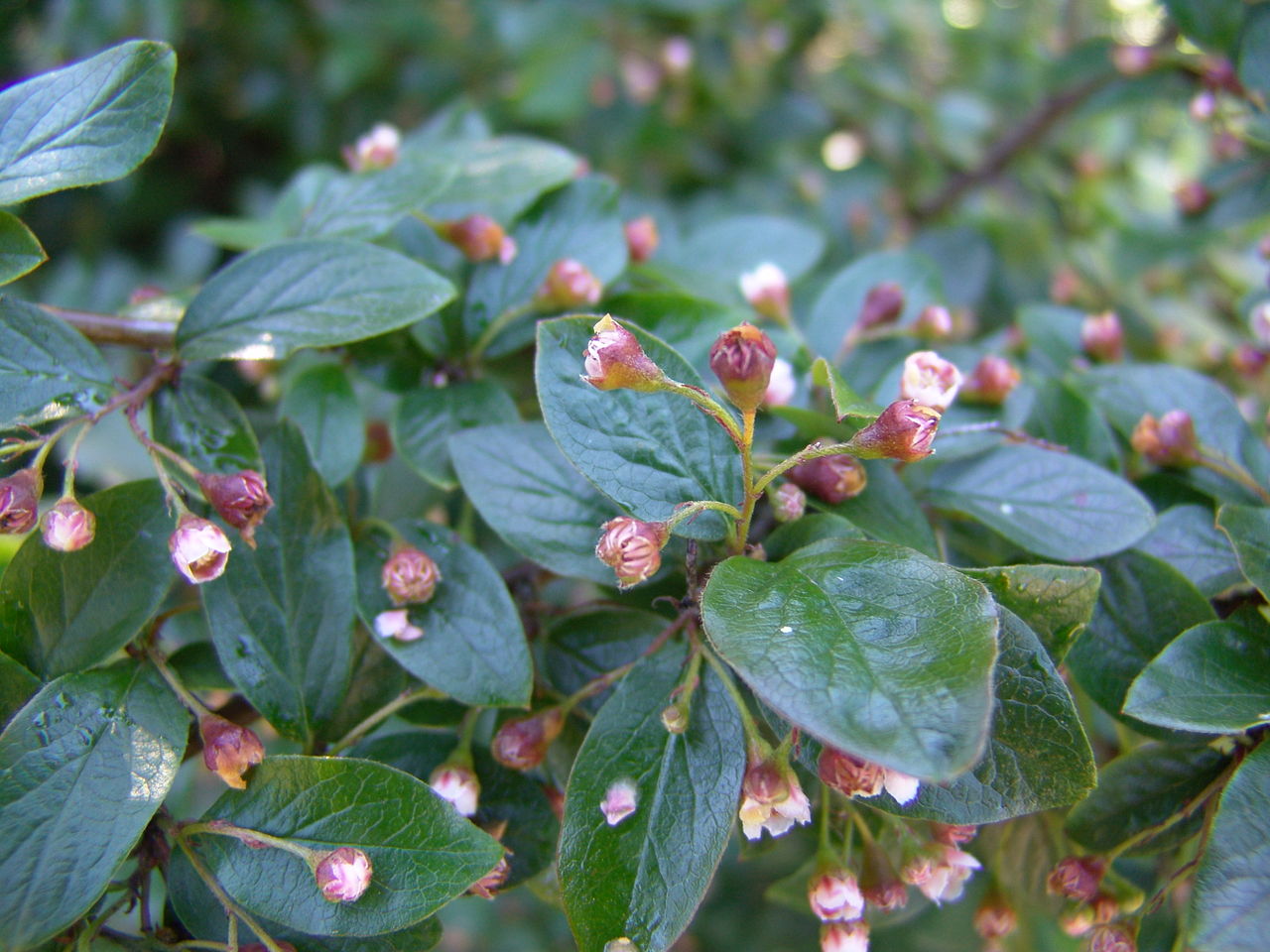 Cotoneaster lucidus