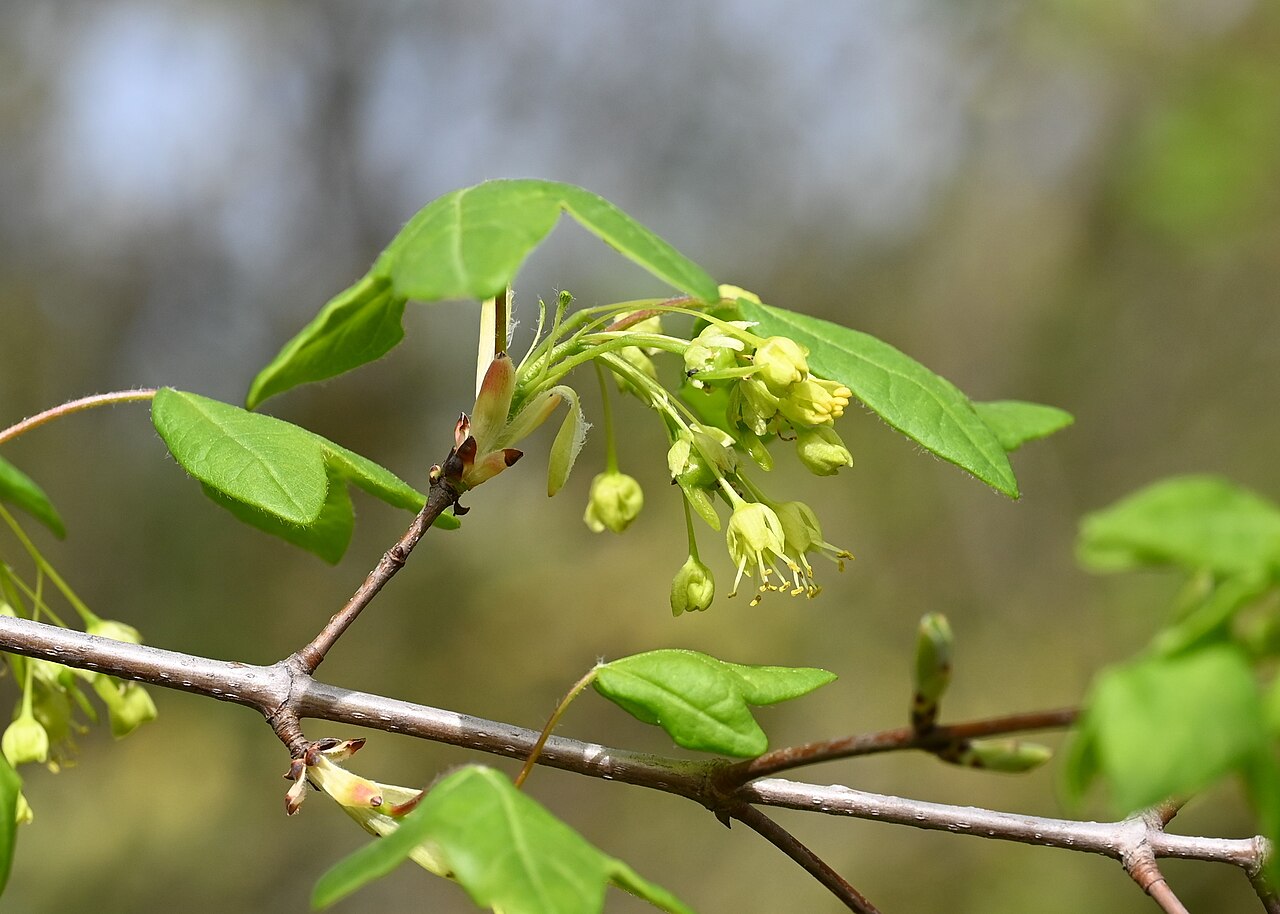 Acer monspessulanum