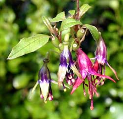 Kōtukutuku and tree fuchsia
