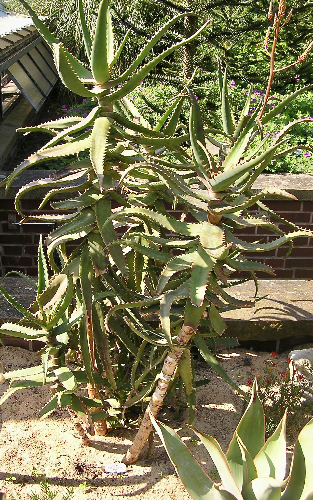 Aloe elgonica