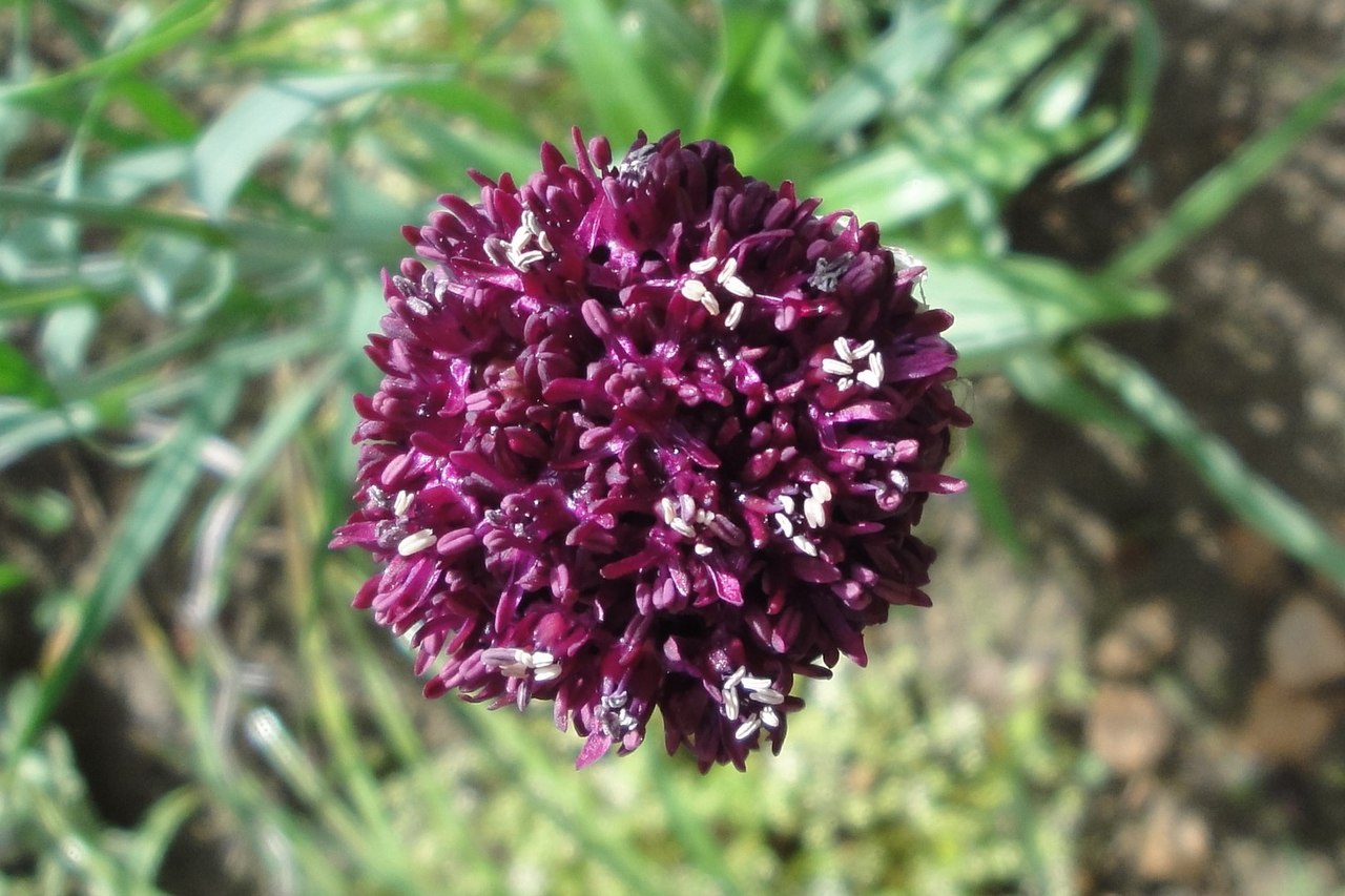 Allium cardiostemon