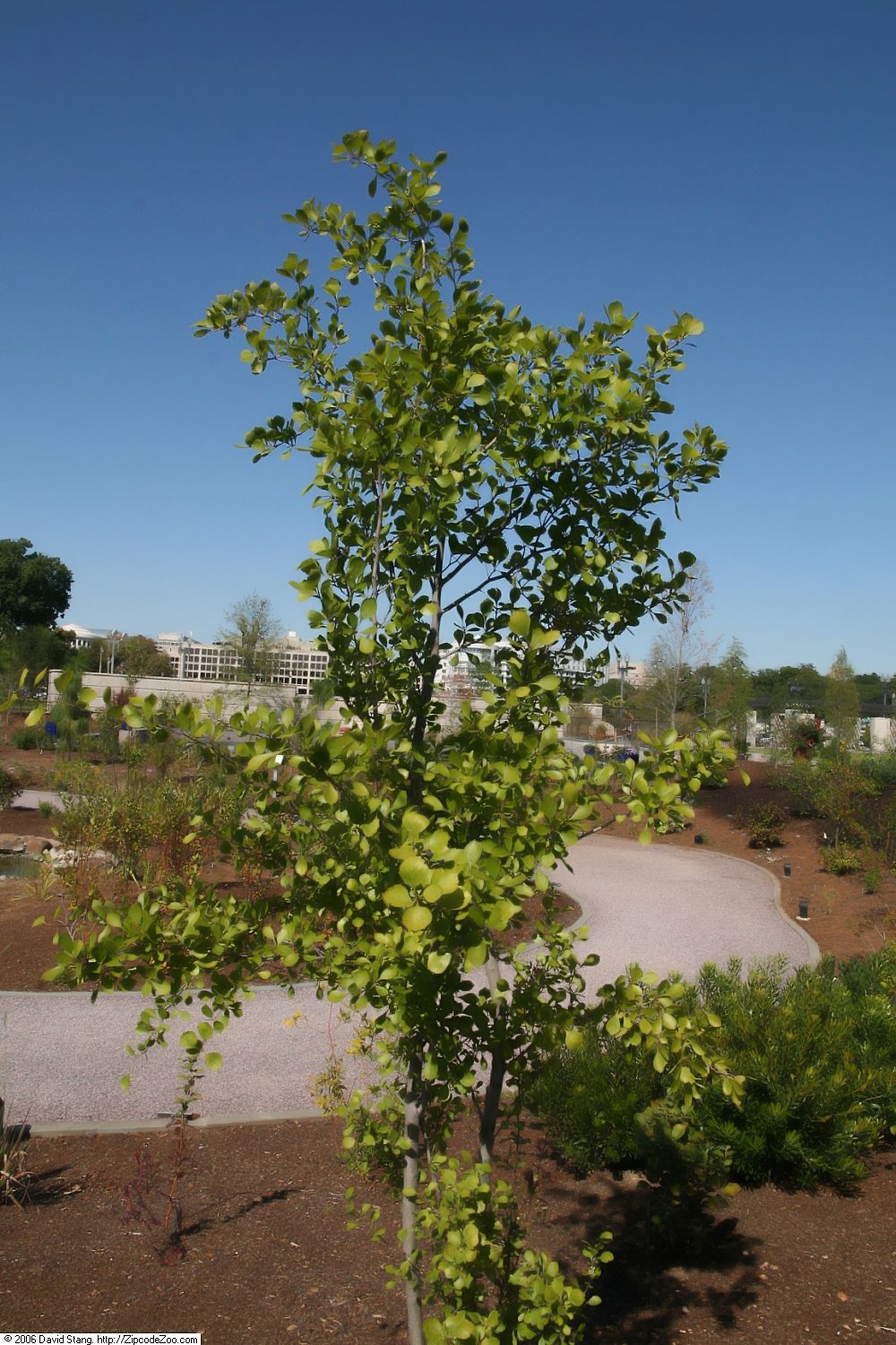 Crataegus flava