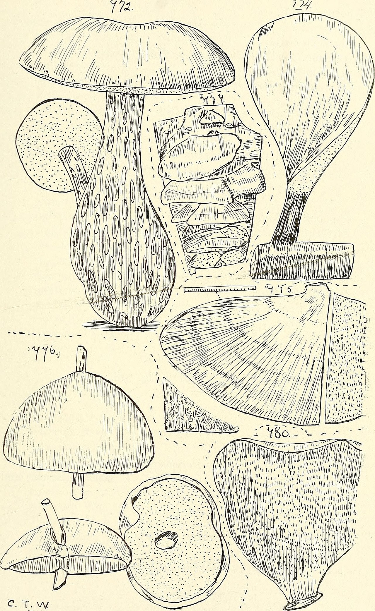 Strobilomyces mollis