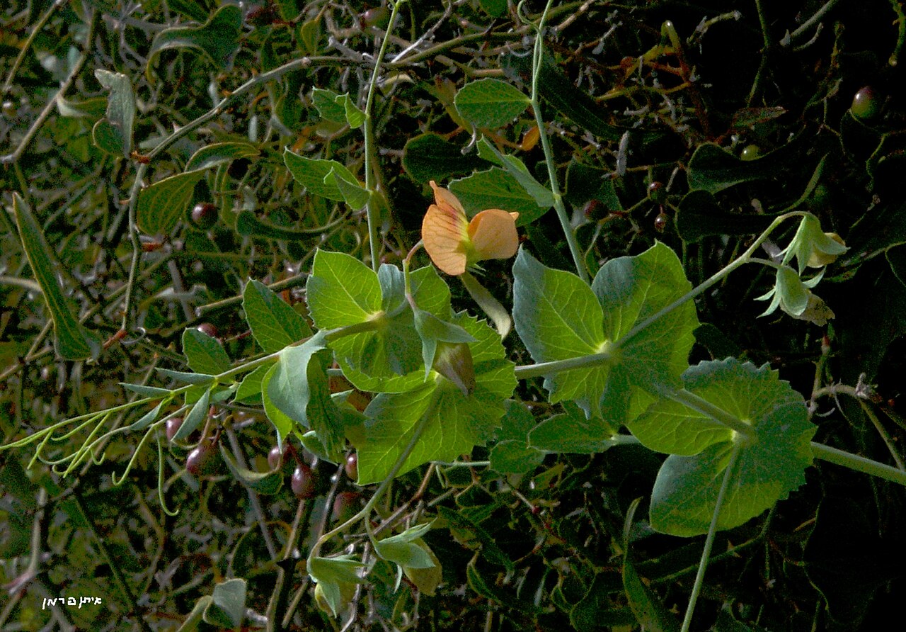 Pisum fulvum