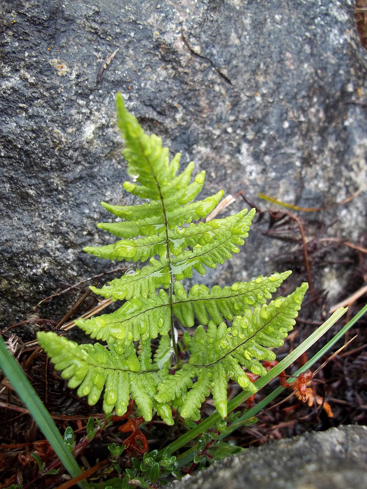 Gymnocarpium robertianum