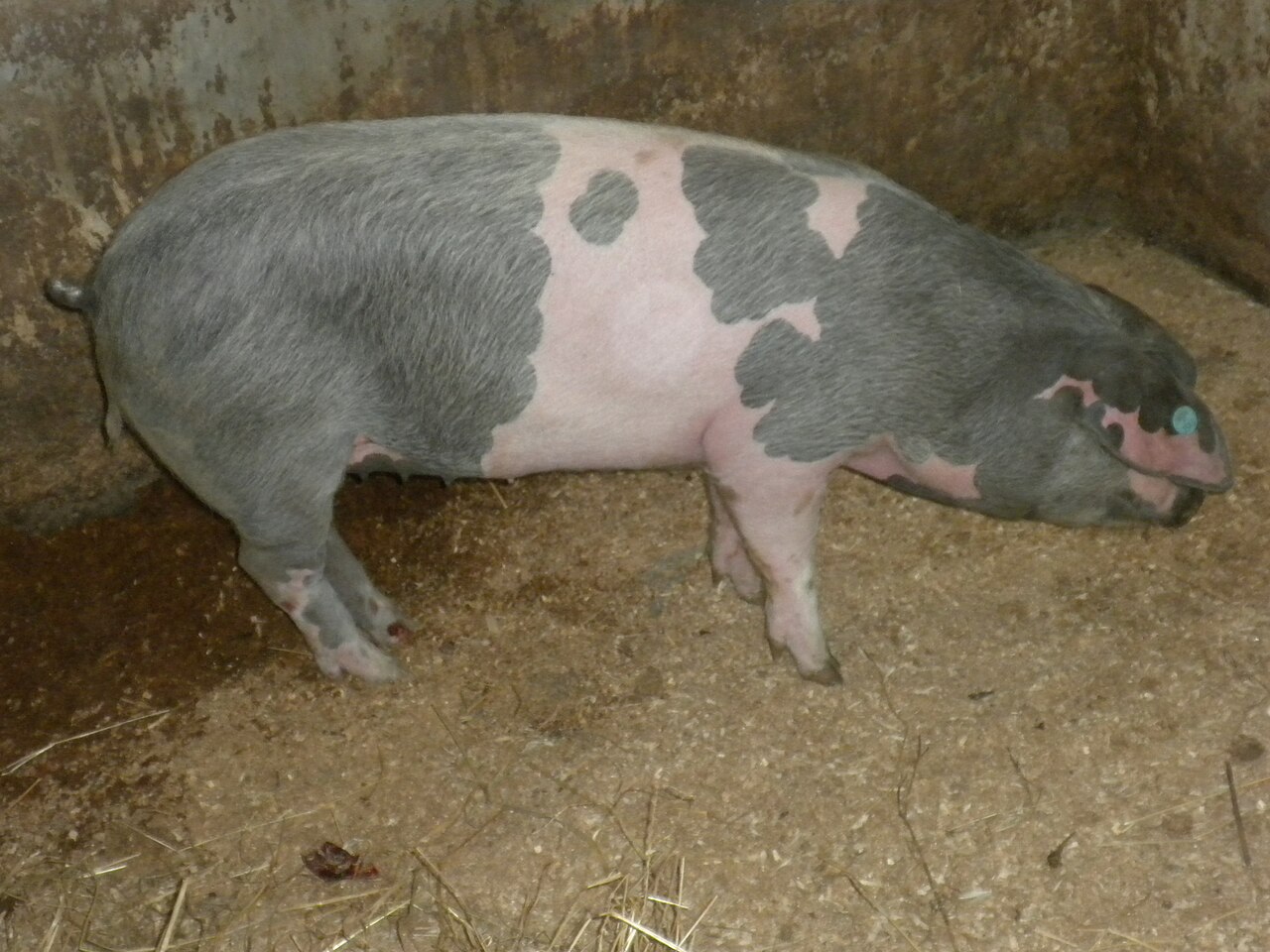 Gochu Asturcelta