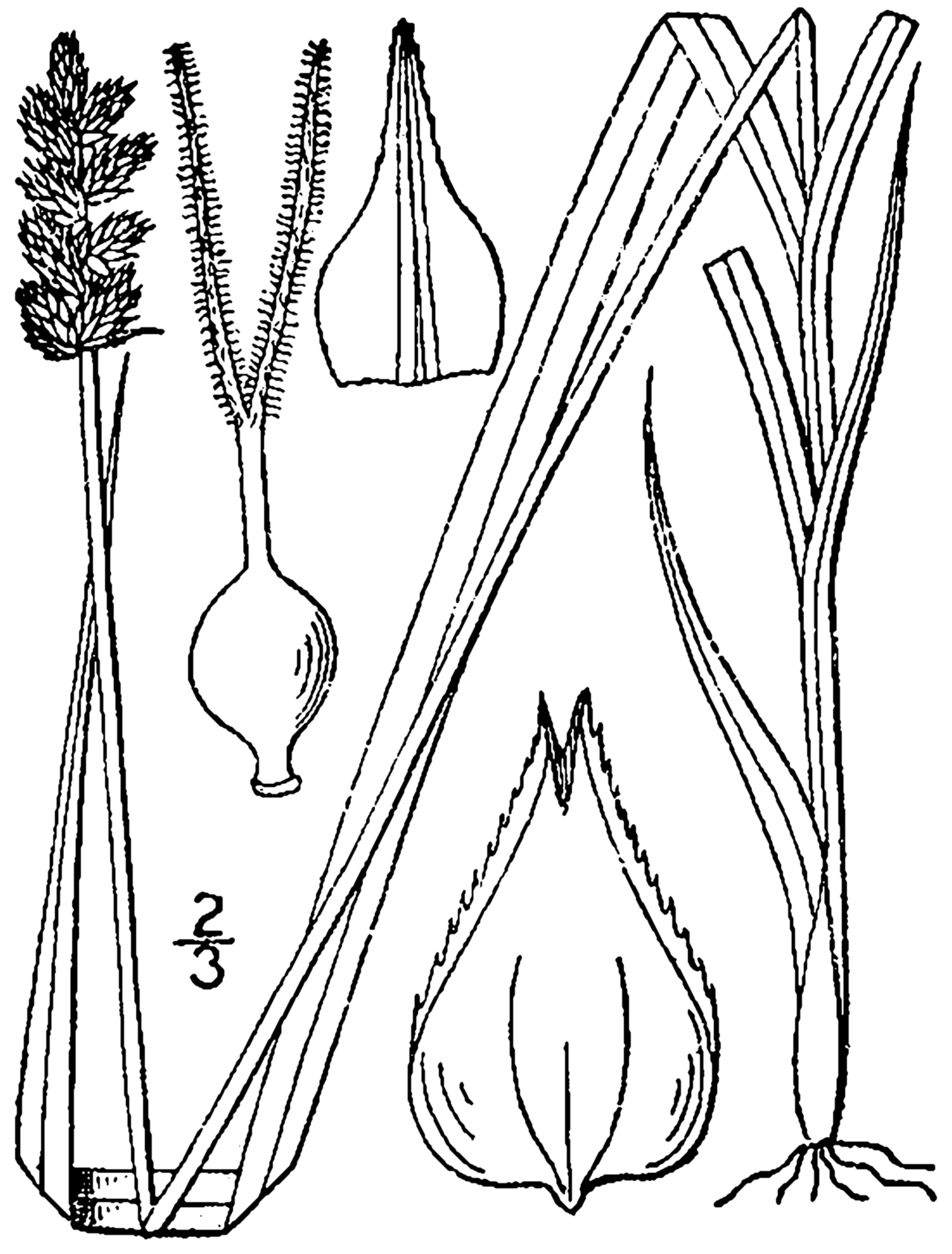 Carex alopecoidea