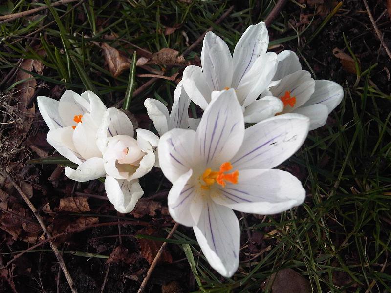 Crocus caspius
