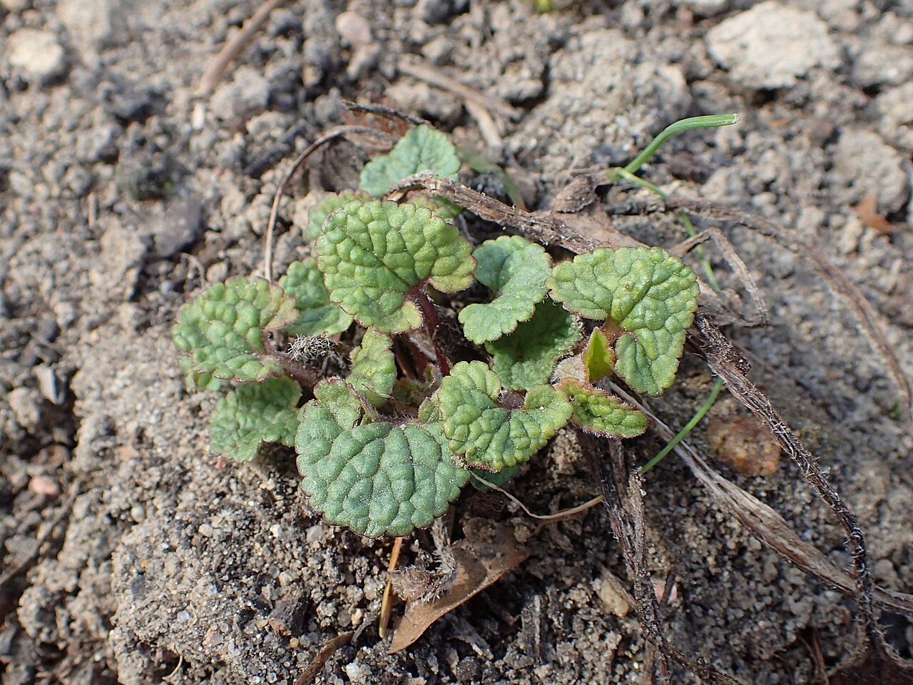 Dracocephalum imberbe
