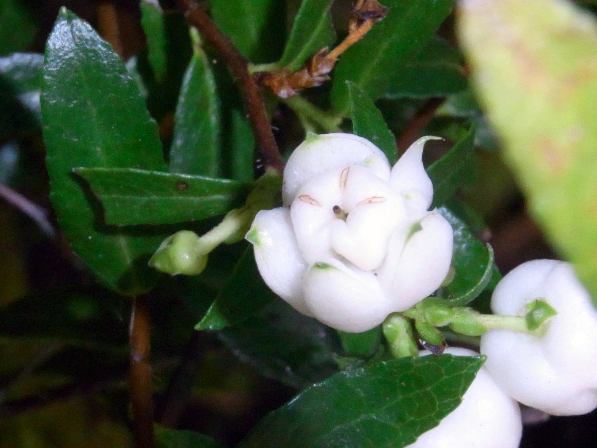 Mountain snowberry or alpine wax berry