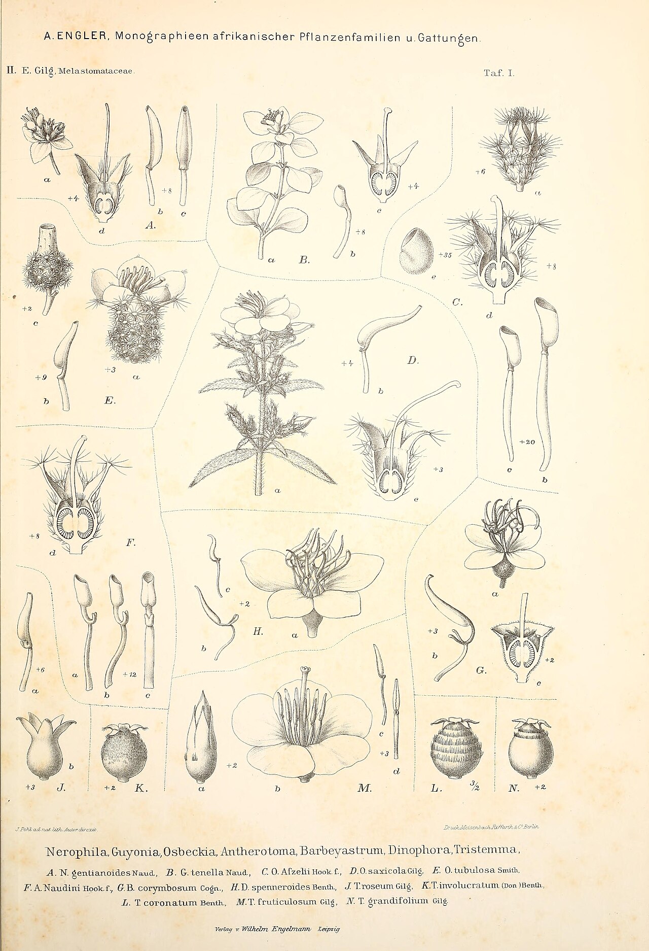 Nerophila decandra