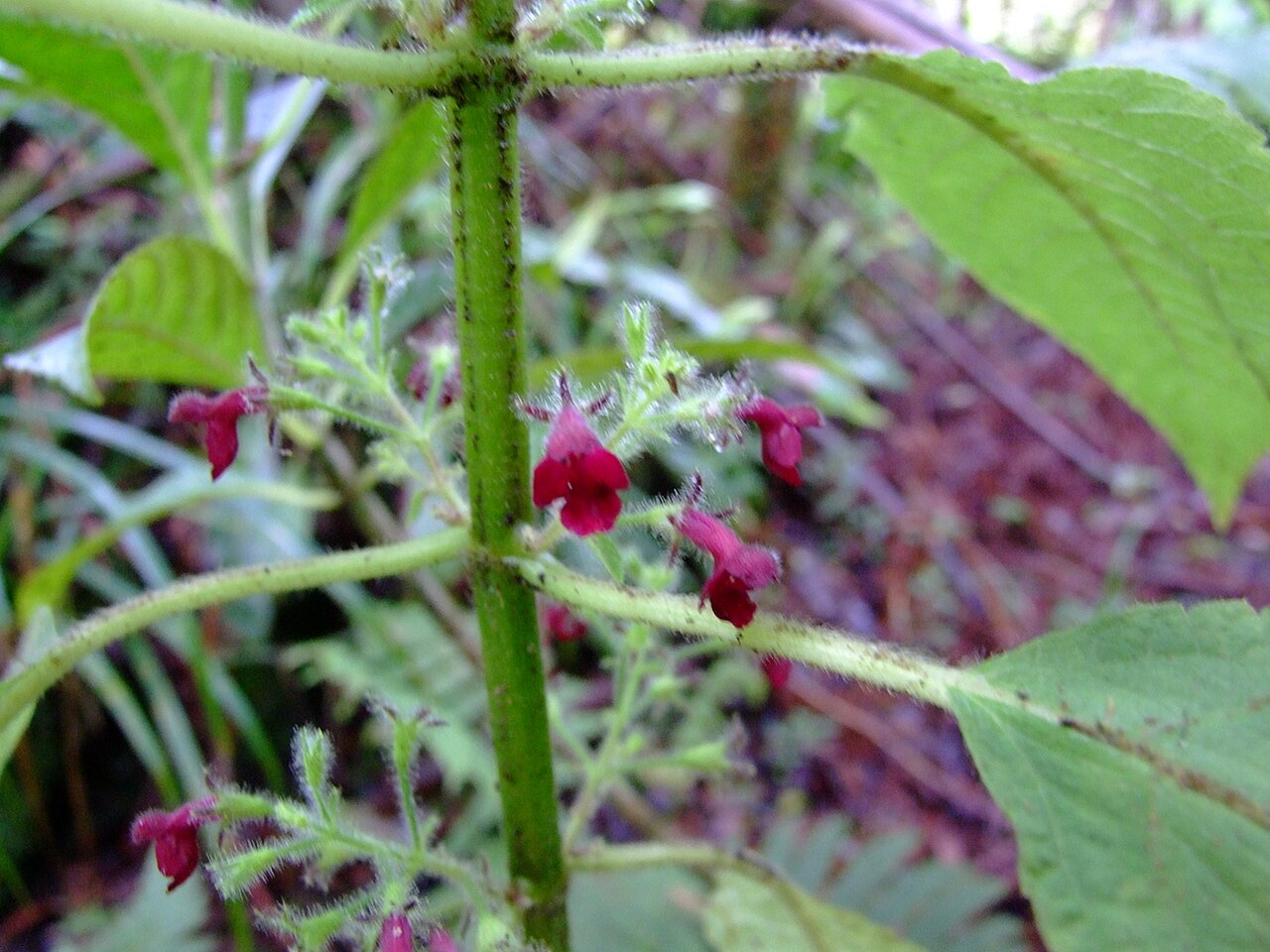 Phyllostegia floribunda