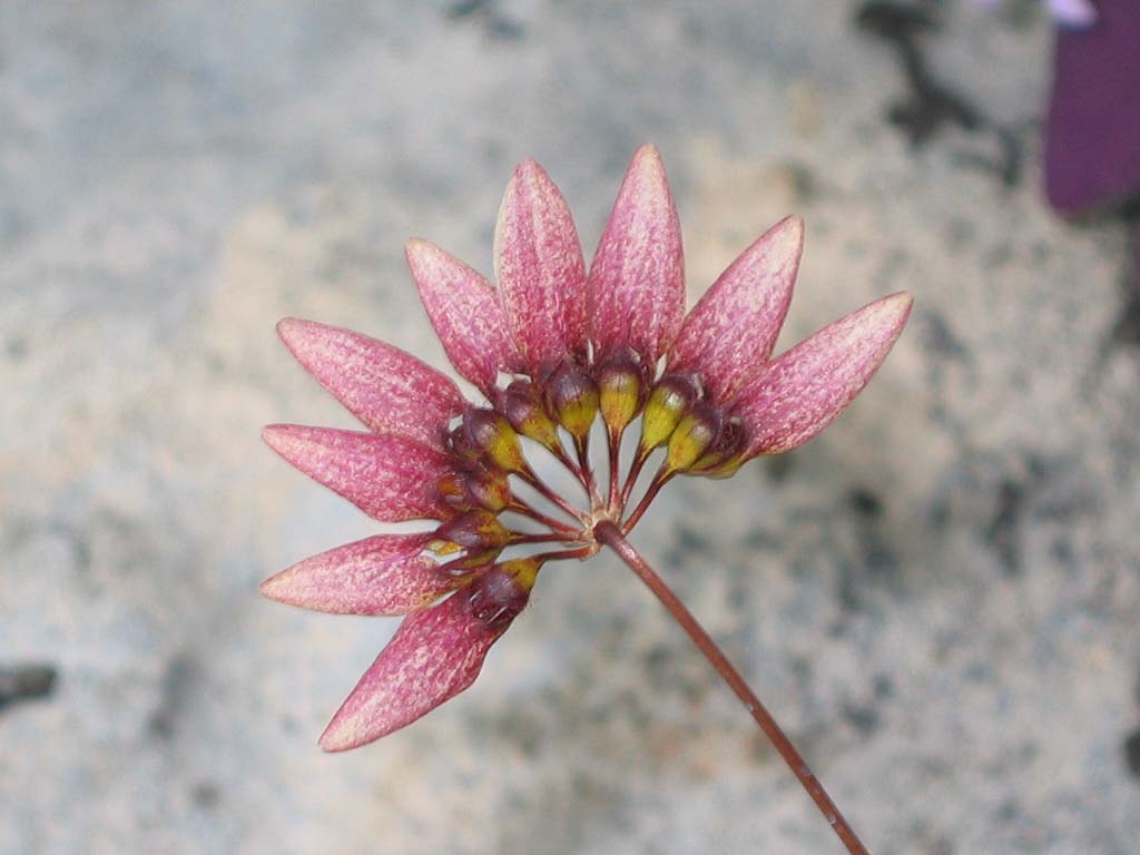 Bulbophyllum andersonii