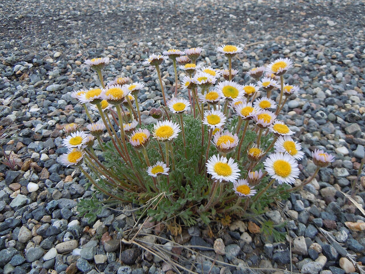 Erigeron compositus