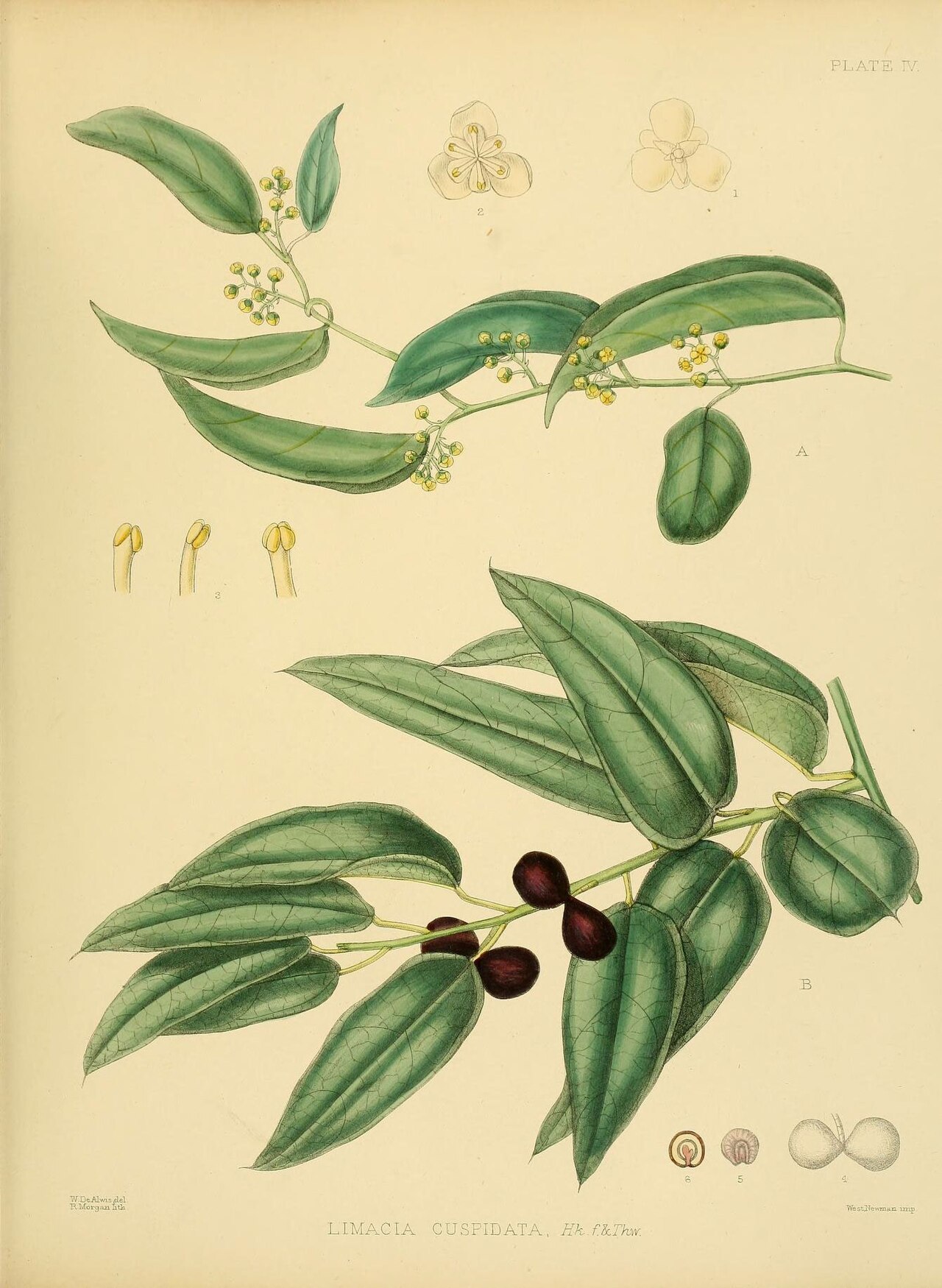 Hypserpa nitida