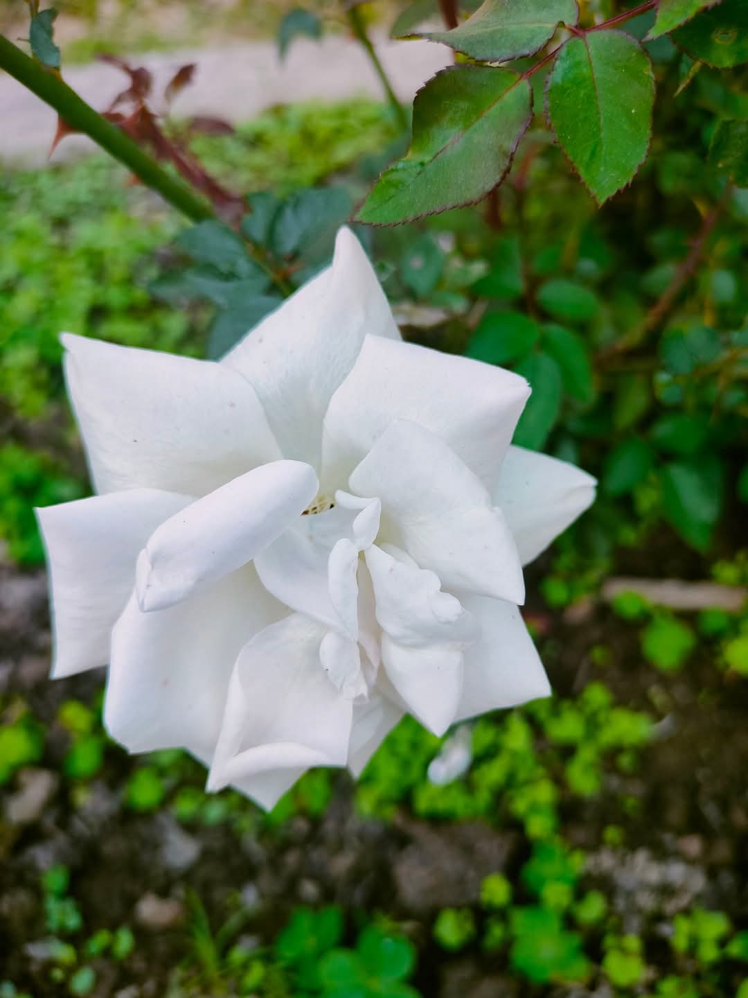 Rosa × alba
