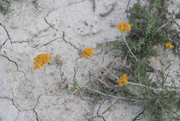 Achillea aleppica