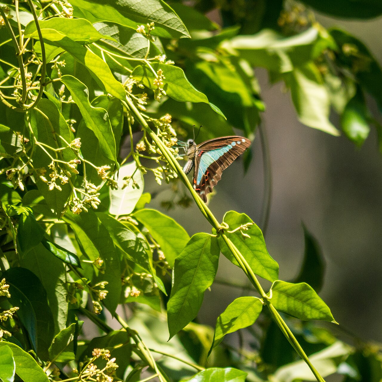 Graphium sarpedon