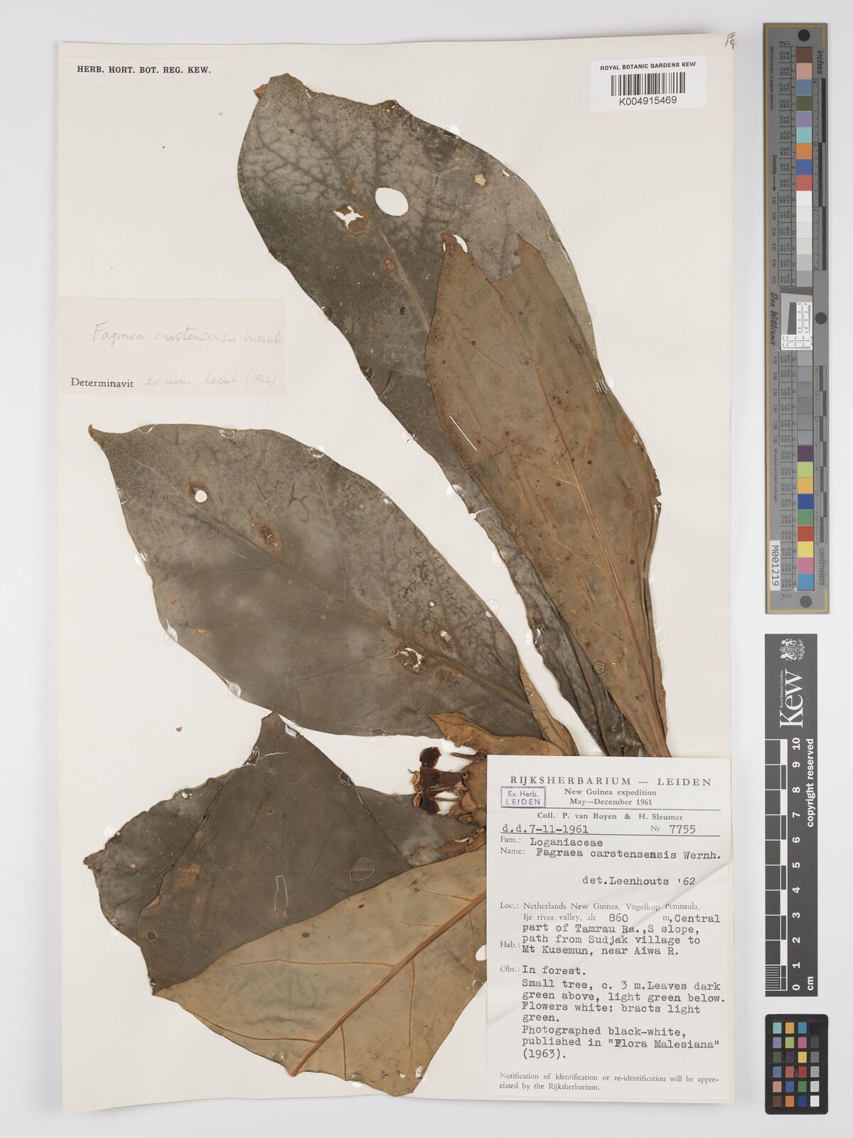 Fagraea carstensensis