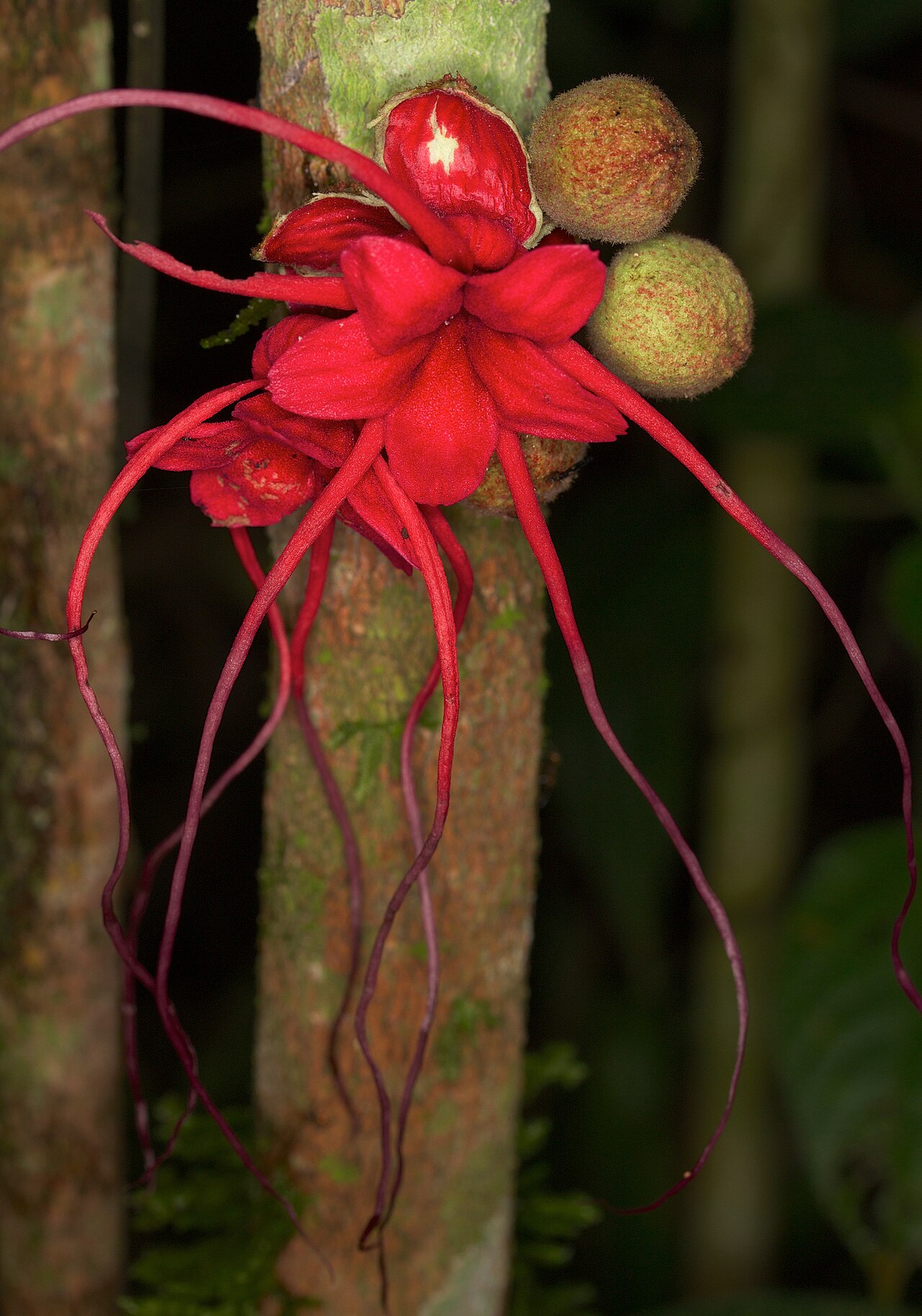 Herrania balaensis