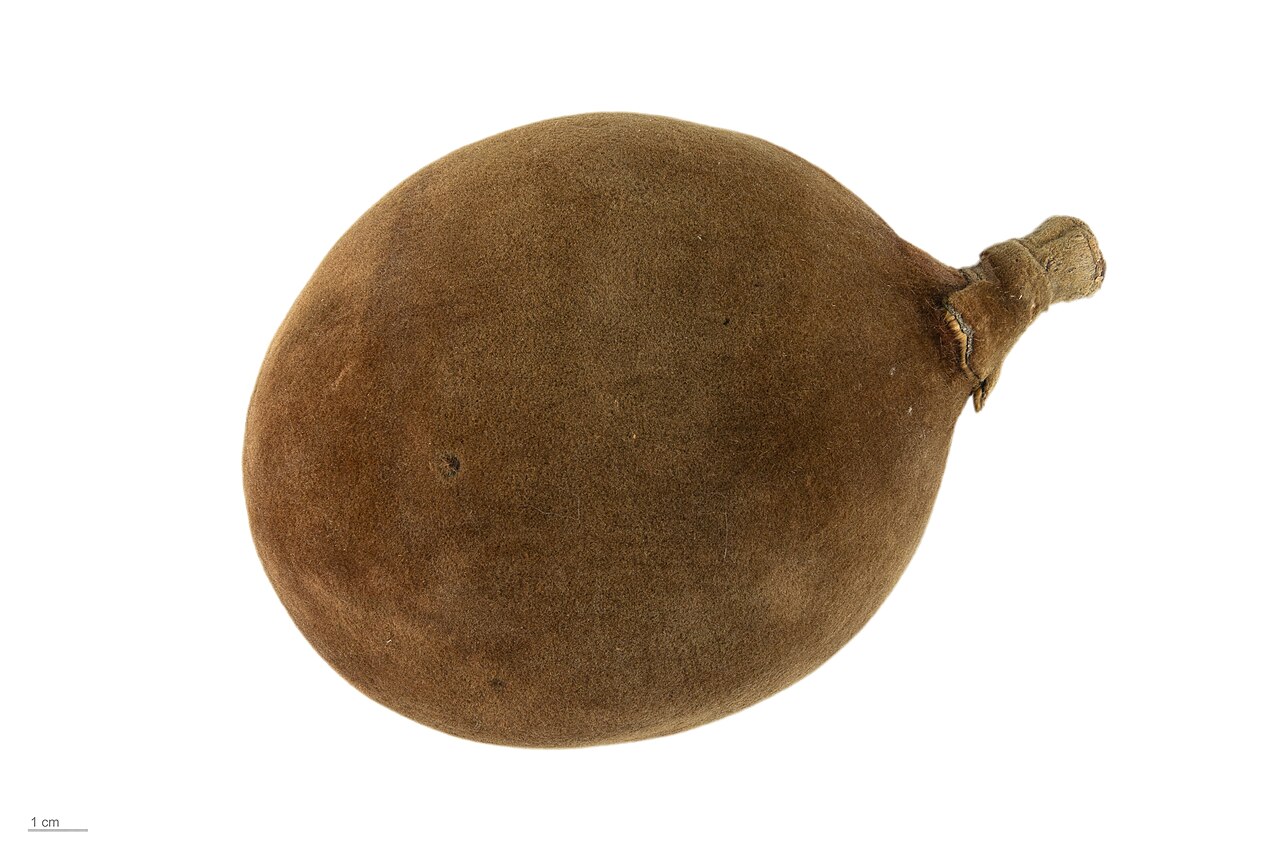 Adansonia grandidieri